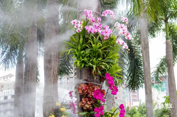 洪湖荷花
