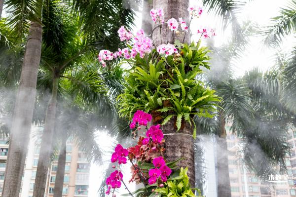 洪湖荷花