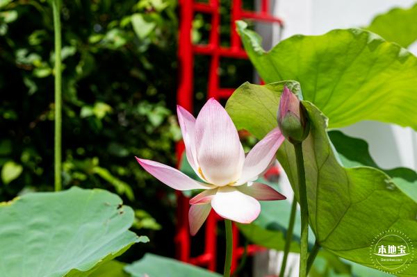 洪湖荷花