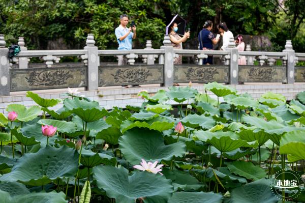 洪湖荷花