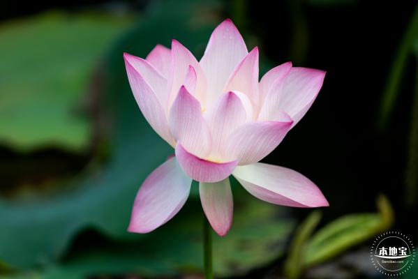 洪湖荷花