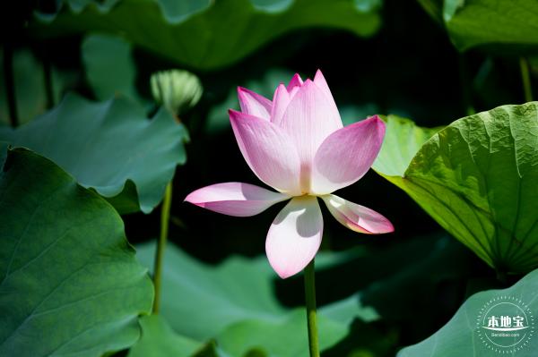 洪湖荷花
