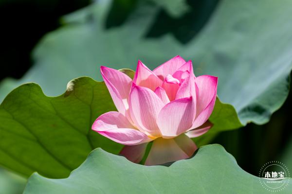 洪湖荷花