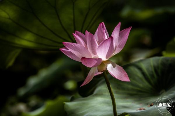 洪湖荷花