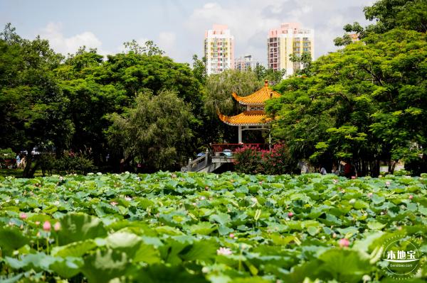 洪湖荷花