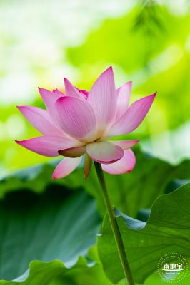 洪湖荷花