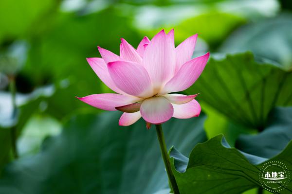 洪湖荷花