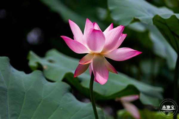 洪湖荷花