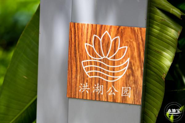 洪湖荷花