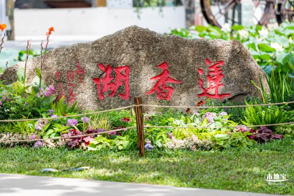 洪湖荷花