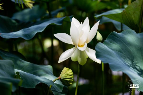 洪湖荷花