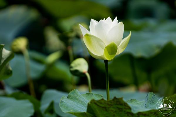 洪湖荷花