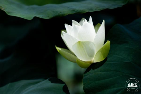 洪湖荷花