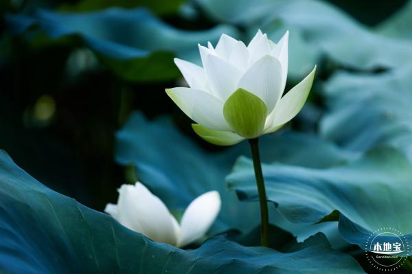 洪湖荷花