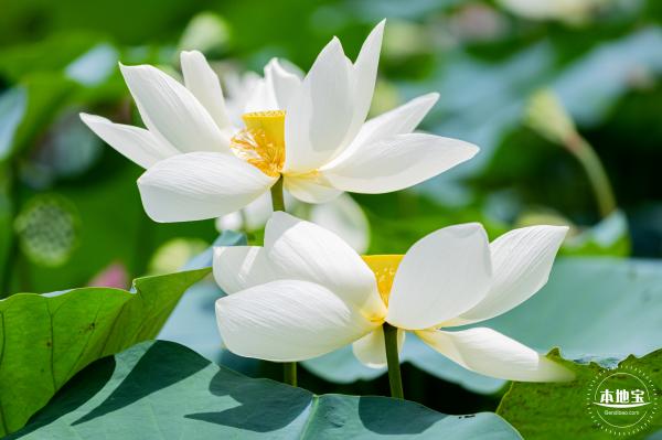 洪湖荷花