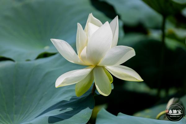 洪湖荷花