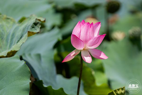 洪湖荷花