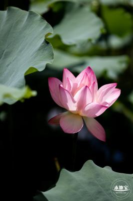 洪湖荷花