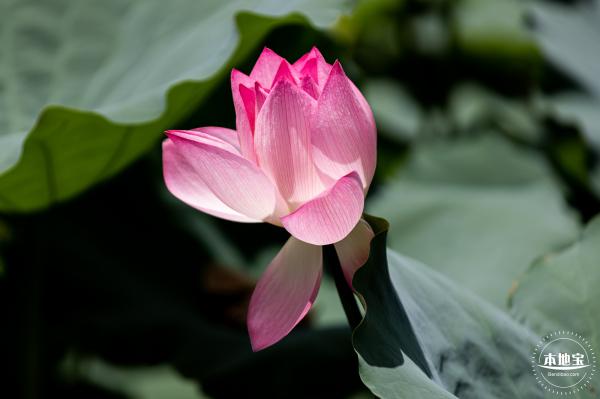 洪湖荷花