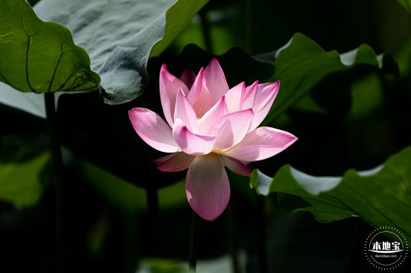 洪湖荷花