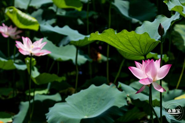 洪湖荷花