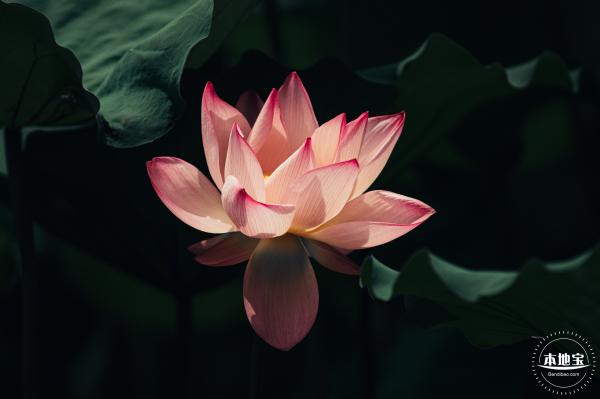 洪湖荷花