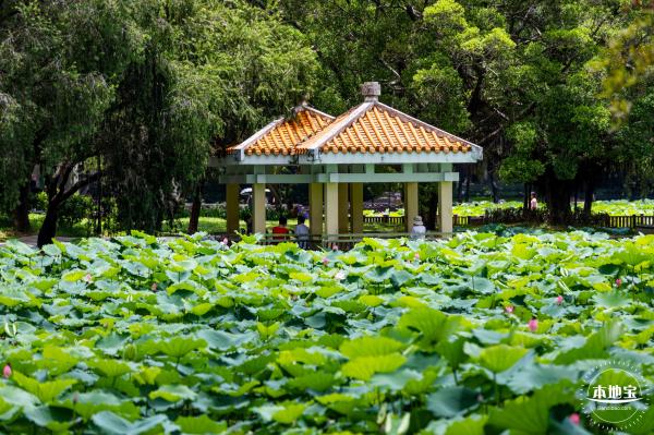 洪湖荷花