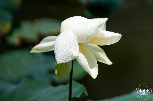 洪湖荷花