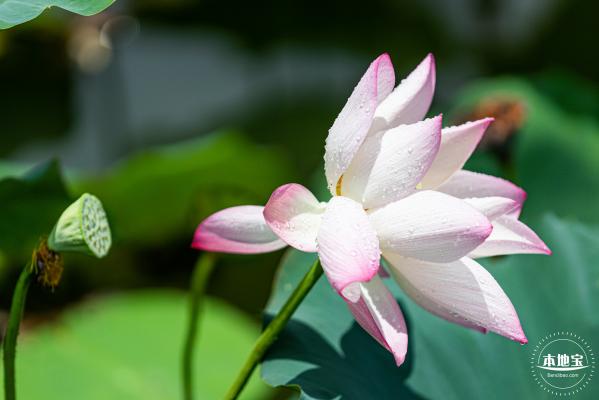 洪湖荷花