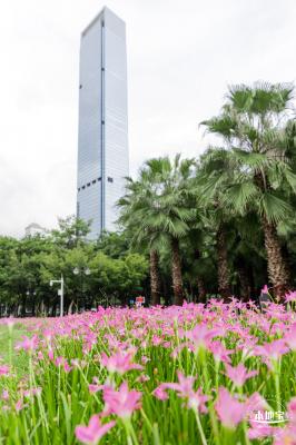 中心公园风雨兰