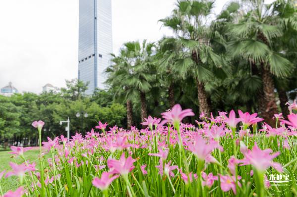 中心公园风雨兰