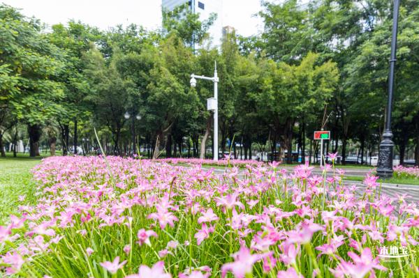 中心公园风雨兰