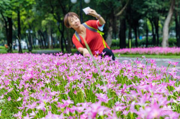 中心公园风雨兰