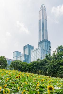 市民中心向日葵