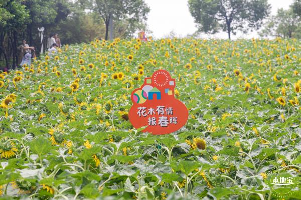 市民中心向日葵