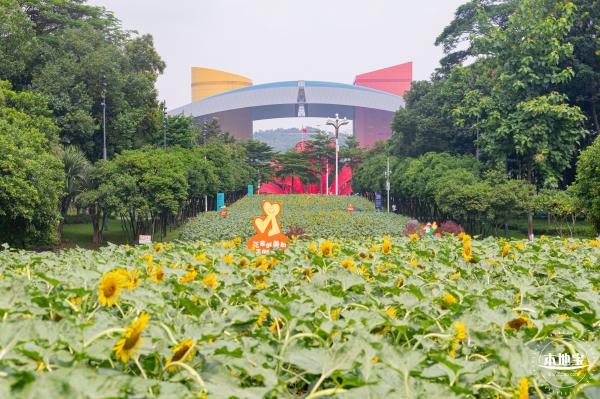 市民中心向日葵
