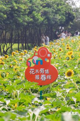 市民中心向日葵