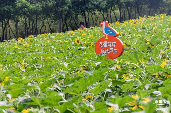 市民中心向日葵