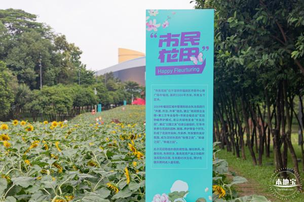 市民中心向日葵