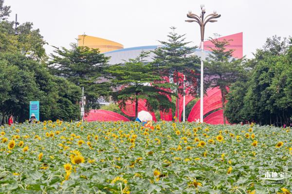市民中心向日葵