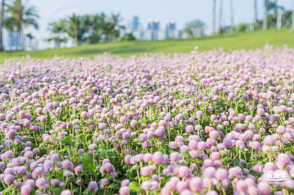 前海演艺公园/海边公园