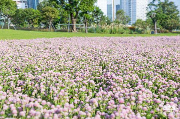 前海演艺公园/海边公园