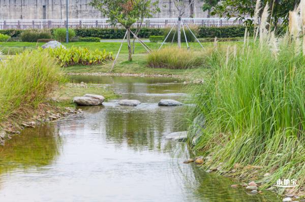 楼村湿地公园向日葵