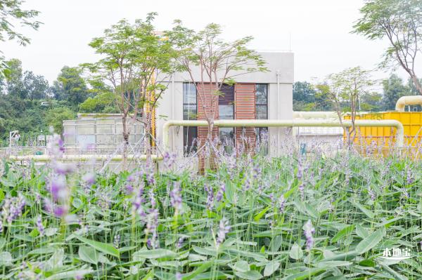 楼村湿地公园向日葵
