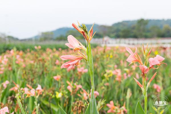 楼村湿地公园向日葵