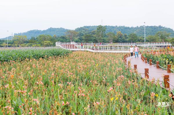 楼村湿地公园向日葵