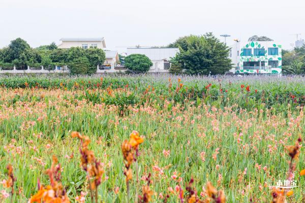 楼村湿地公园向日葵