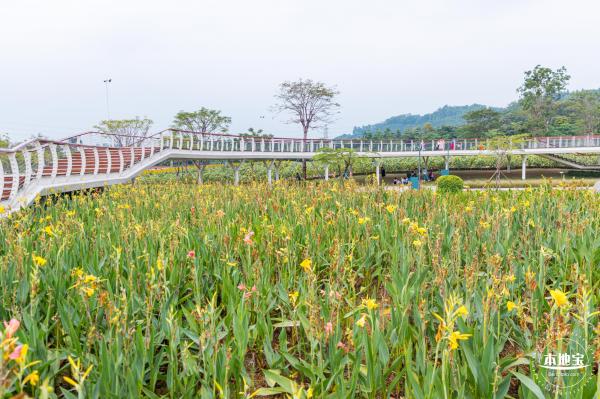 楼村湿地公园向日葵