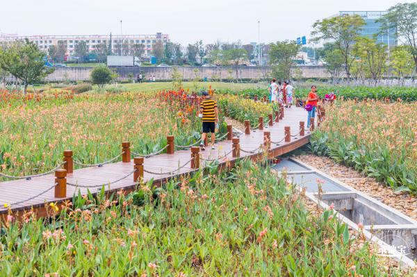楼村湿地公园向日葵