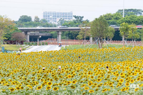 楼村湿地公园向日葵